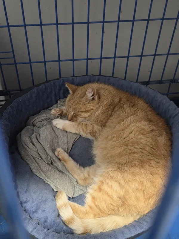 Kot do adopcji, Zgierz, 13 października 2025 (2/4)