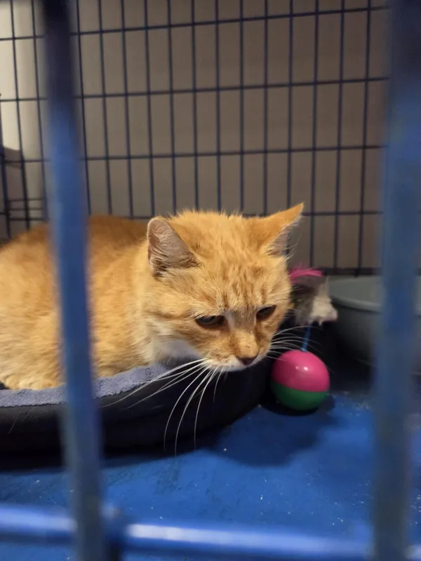 Kot do adopcji, Zgierz, 13 października 2025 (4/4)