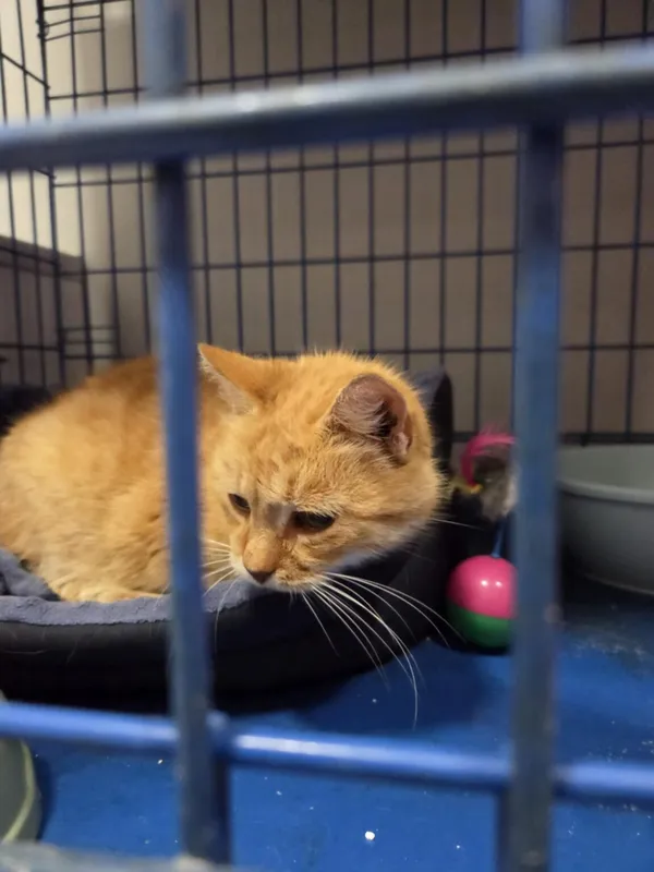 Kot do adopcji, Zgierz, 13 października 2025 (3/4)