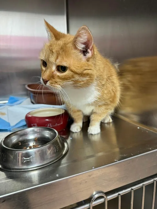 Kot do adopcji, Zgierz, 13 października 2025 (1/3)