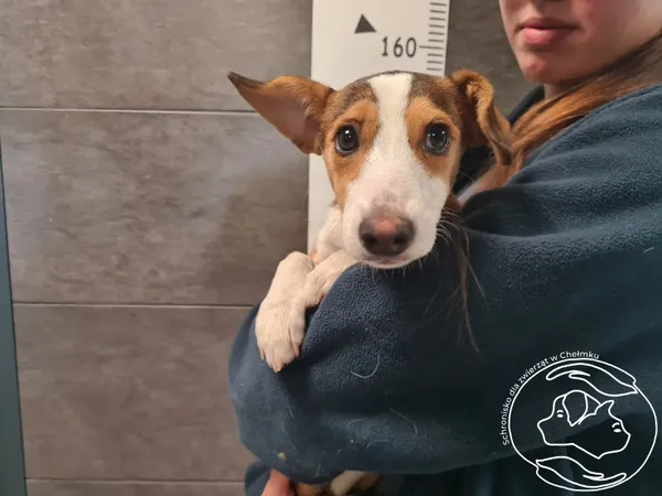 Znaleziono psa, Chełmek, 12 października 2025