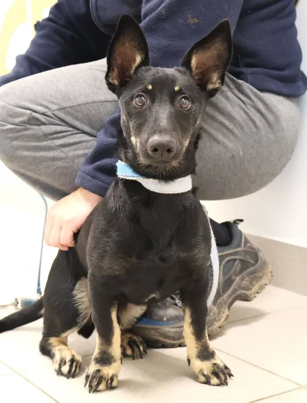 Znaleziono psa, Łódź, 12 października 2025 (1/4)