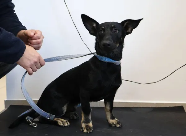 Znaleziono psa, Łódź, 12 października 2025 (3/4)