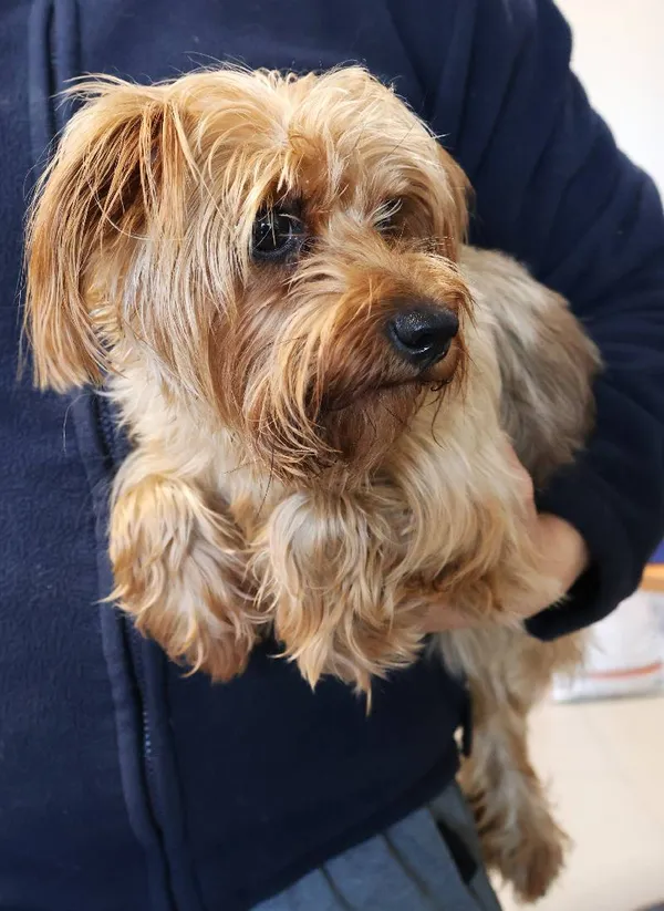 Znaleziono psa, Łódź, 12 października 2025 (1/3)