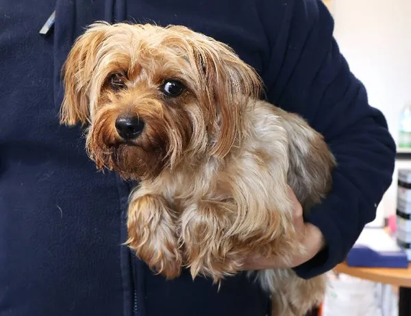 Znaleziono psa, Łódź, 12 października 2025 (3/3)