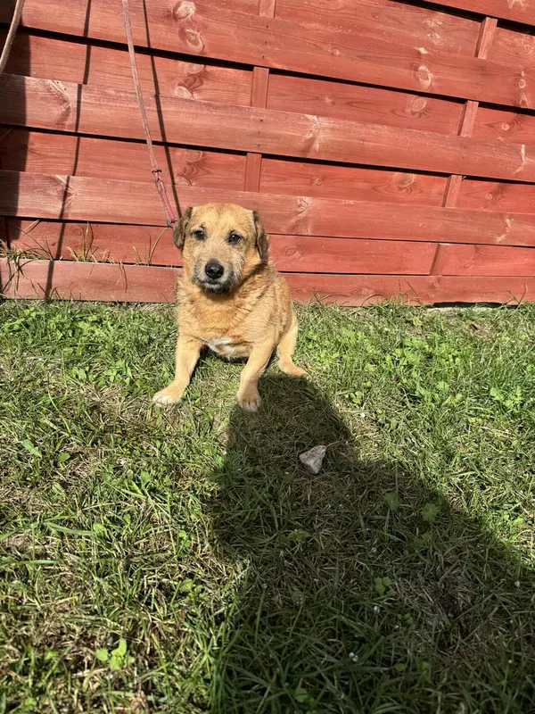 Znaleziono psa, Czartki, 13 października 2025