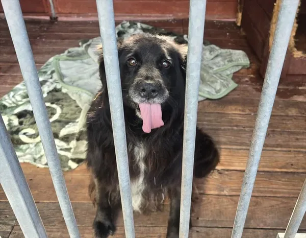 Pies do adopcji, Gorzów Wielkopolski, 11 października 2025