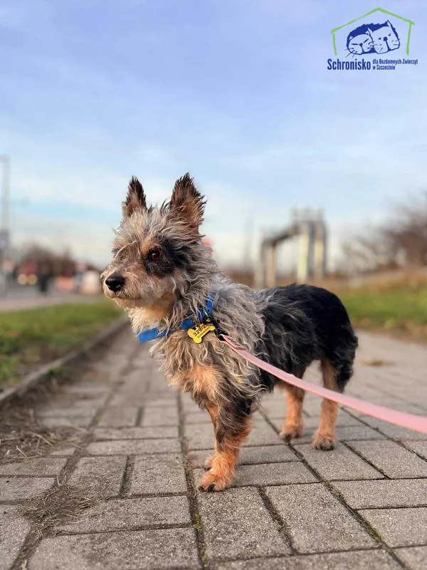 Znaleziono psa, Szczecin, 13 października 2025 (1/2)