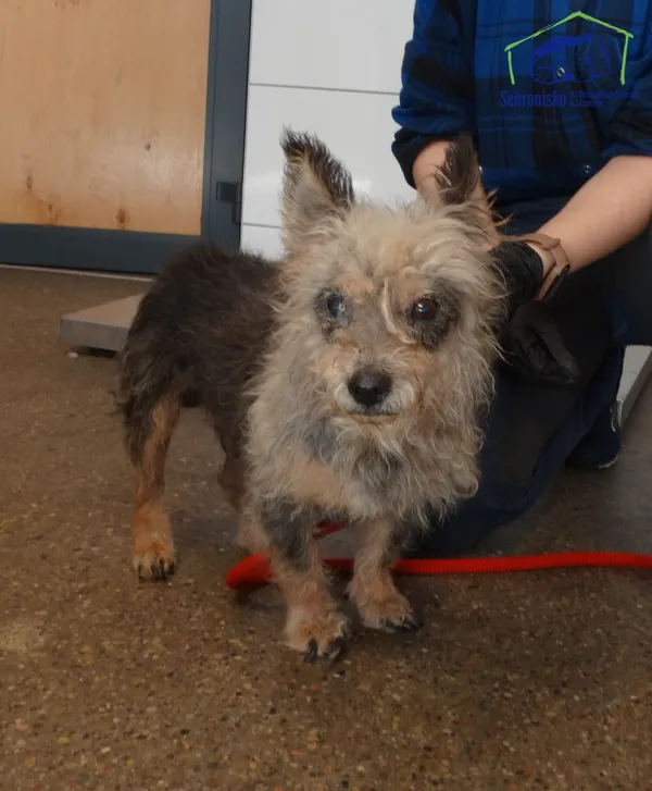 Znaleziono psa, Szczecin, 13 października 2025 (2/2)