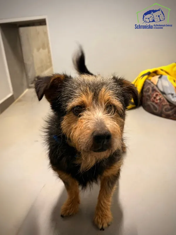 Znaleziono psa, Szczecin, 13 października 2025 (1/2)