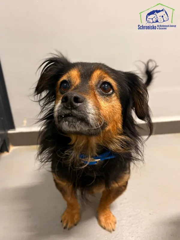 Znaleziono psa, Szczecin, 13 października 2025 (2/2)