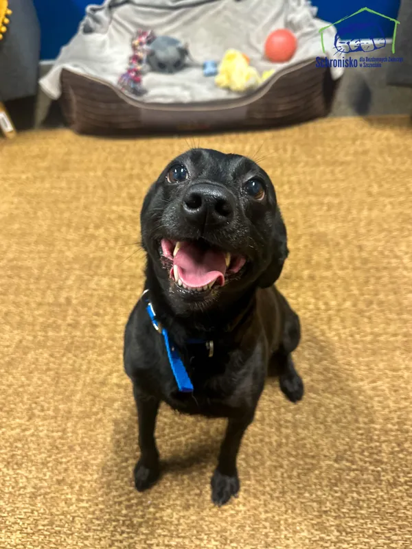 Znaleziono psa, Szczecin, 11 października 2025 (1/4)