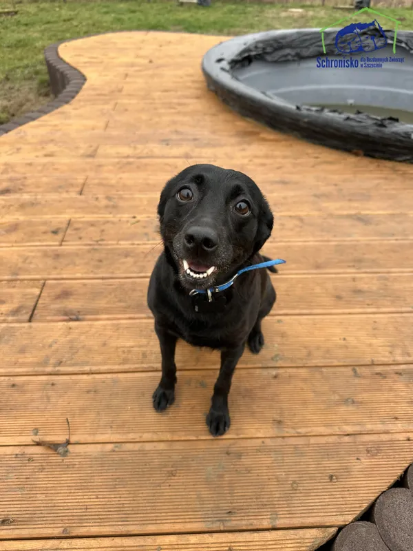 Znaleziono psa, Szczecin, 11 października 2025 (2/4)