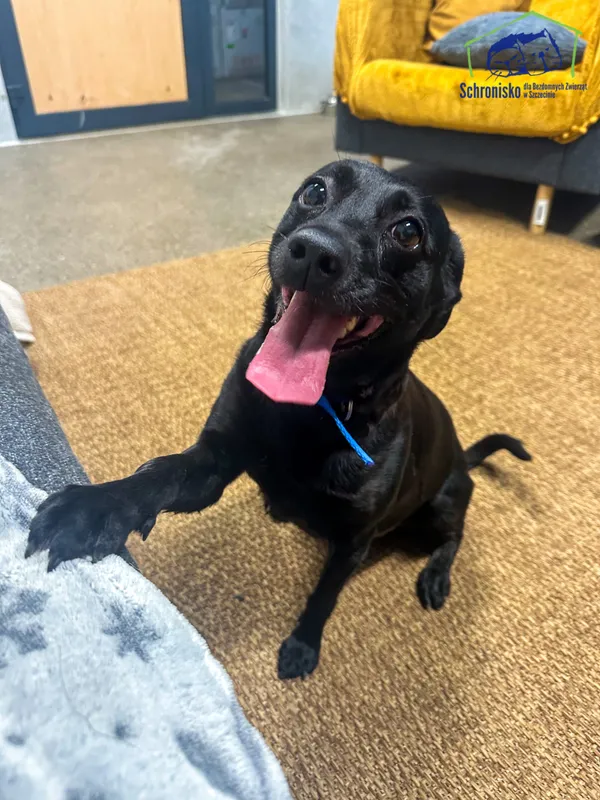 Znaleziono psa, Szczecin, 11 października 2025 (3/4)