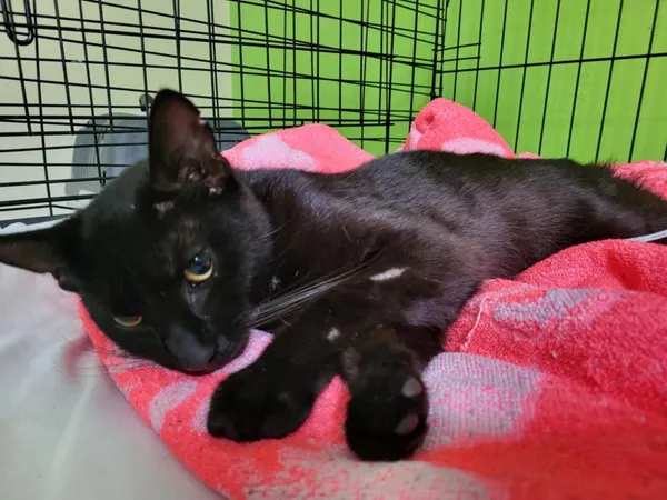 Znaleziono kota, Toruń, 13 października 2025