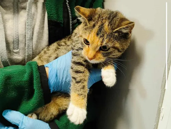 Znaleziono kota, Toruń, 10 października 2025