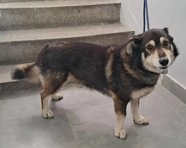 Znaleziono psa, Toruń, 10 października 2025