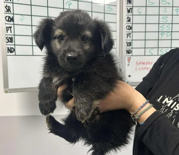 Znaleziono psa, Toruń, 9 października 2025