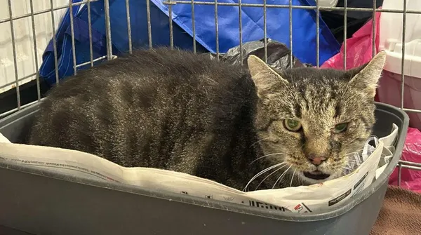 Znaleziono kota, Toruń, 9 października 2025