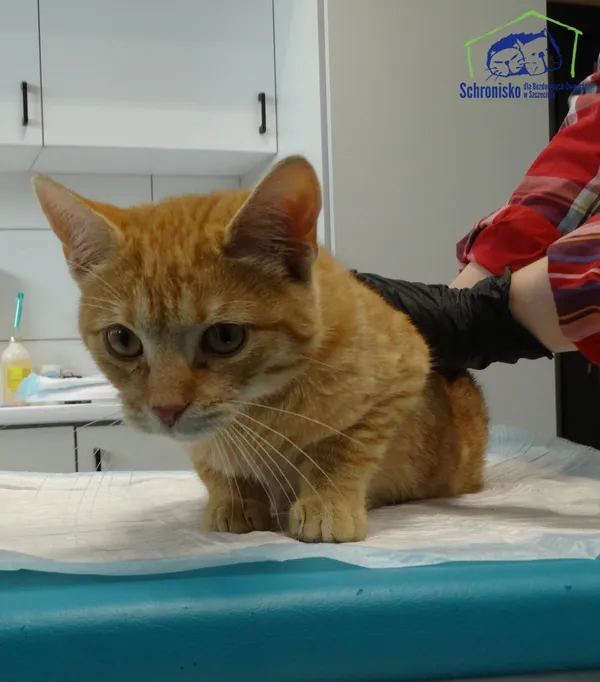 Znaleziono kota, Szczecin, 13 października 2025 (1/2)