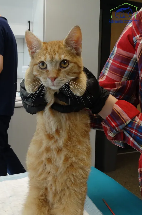 Znaleziono kota, Szczecin, 13 października 2025 (2/2)