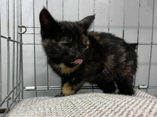 Znaleziono kota, Toruń, 9 października 2025