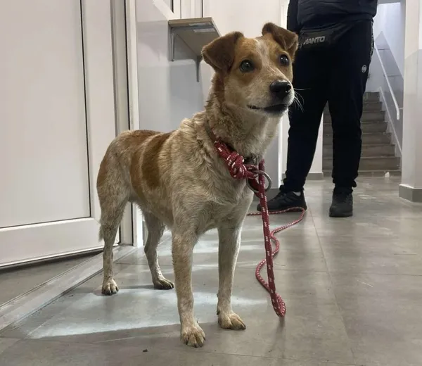 Znaleziono psa, Toruń, 10 października 2025