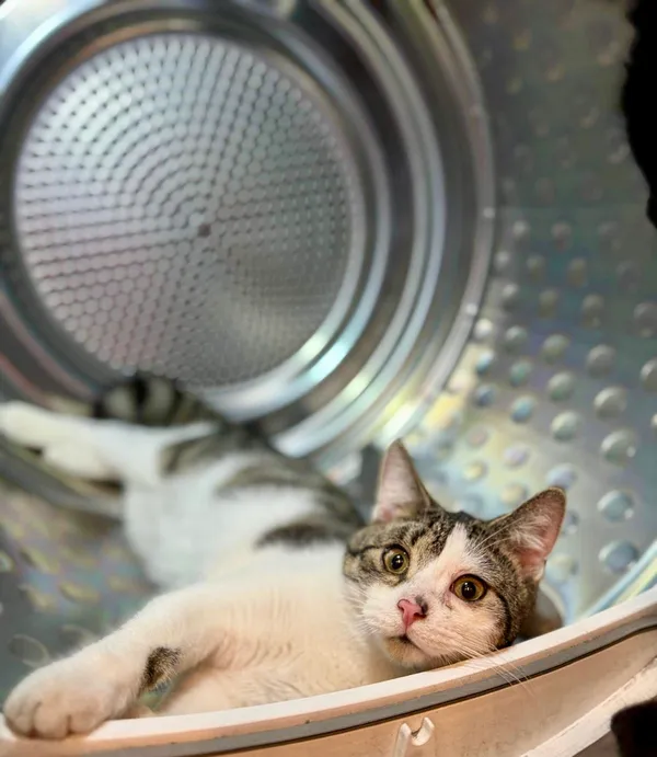 Zaginął kot, Pyzdry, 13 października 2025 (1/6)