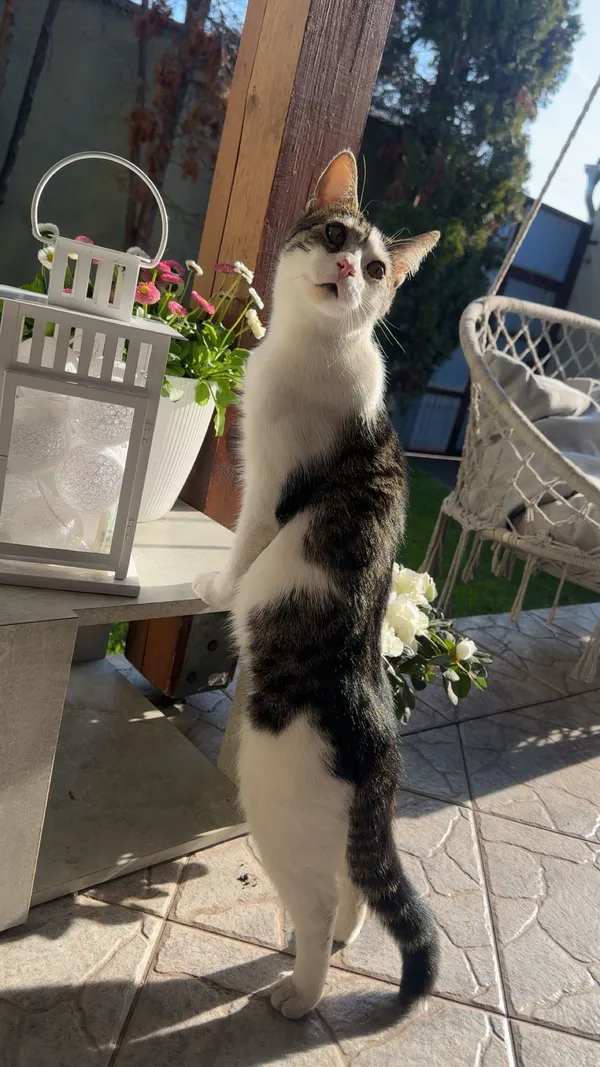 Zaginął kot, Pyzdry, 13 października 2025 (2/6)