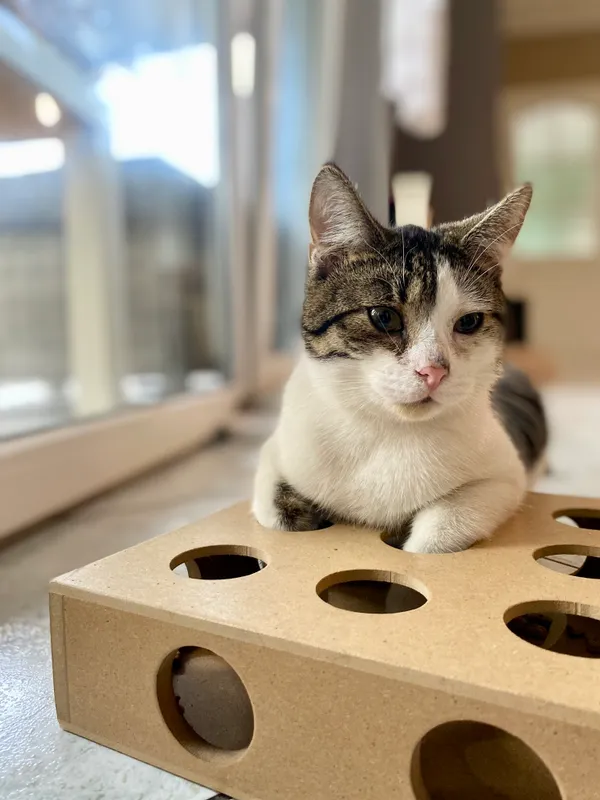 Zaginął kot, Pyzdry, 13 października 2025 (4/6)