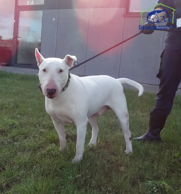 Pies do adopcji, Szczecin, 10 października 2025 (4/5)