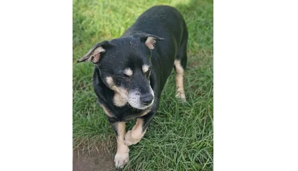 Znaleziono psa, Wrocław, 6 września 2025