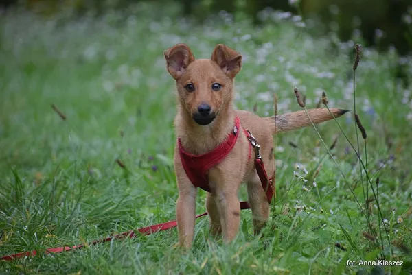 Znaleziono psa, Toruń, 3 października 2025