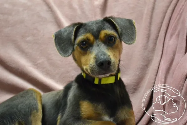 Pies do adopcji, Chełmek, 9 września 2025