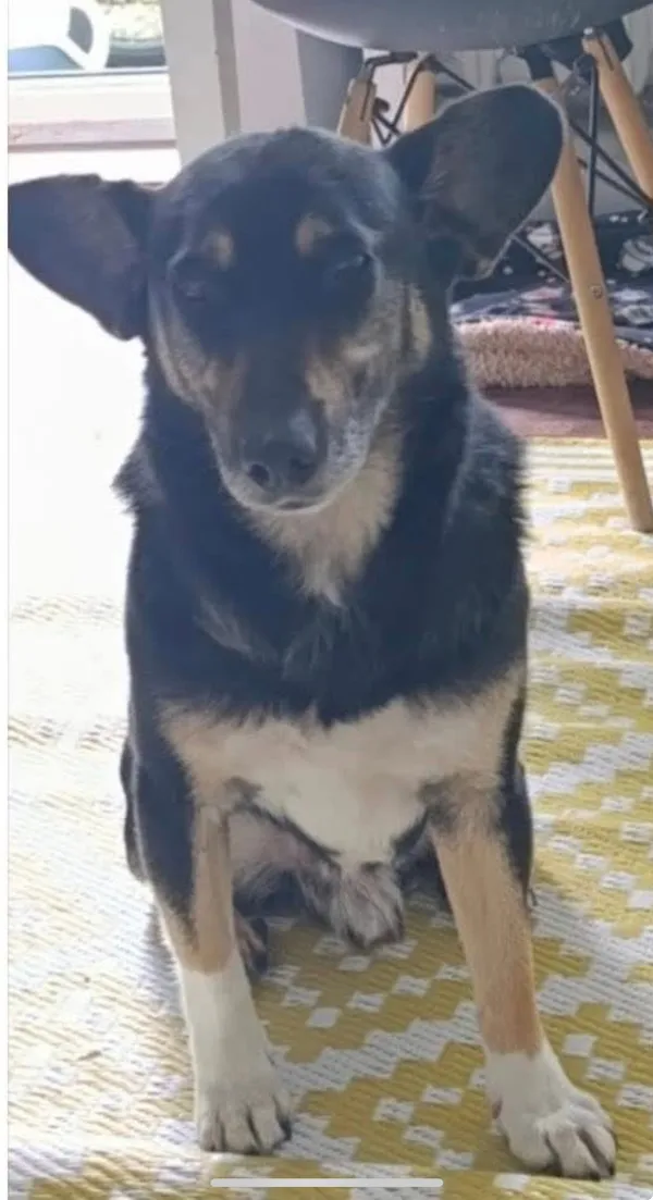 Zaginął pies, Niemcz, 14 października 2025 (2/4)