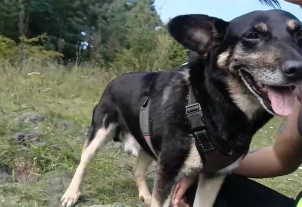 Zaginął pies, Niemcz, 14 października 2025 (4/4)