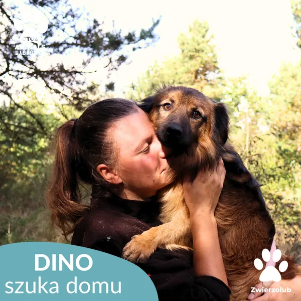 Pies do adopcji, Dąbrówka, 13 października 2025 (3/4)