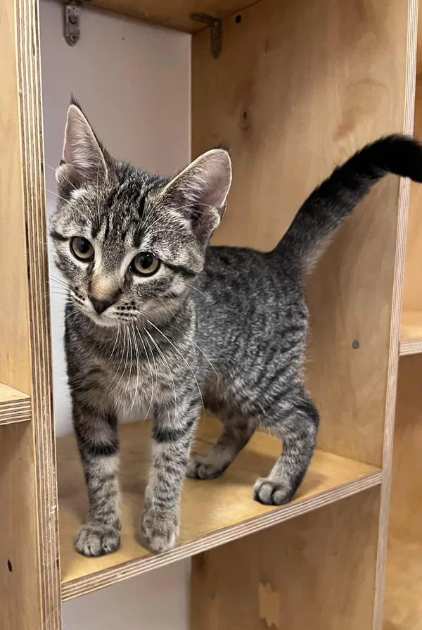 Kot do adopcji, Włocławek, 13 października 2025 (1/5)