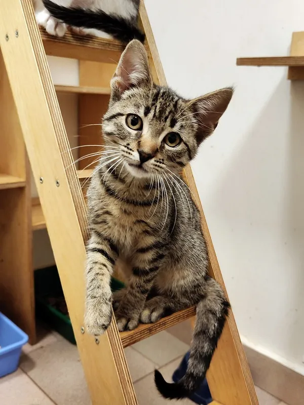 Kot do adopcji, Włocławek, 13 października 2025 (2/5)