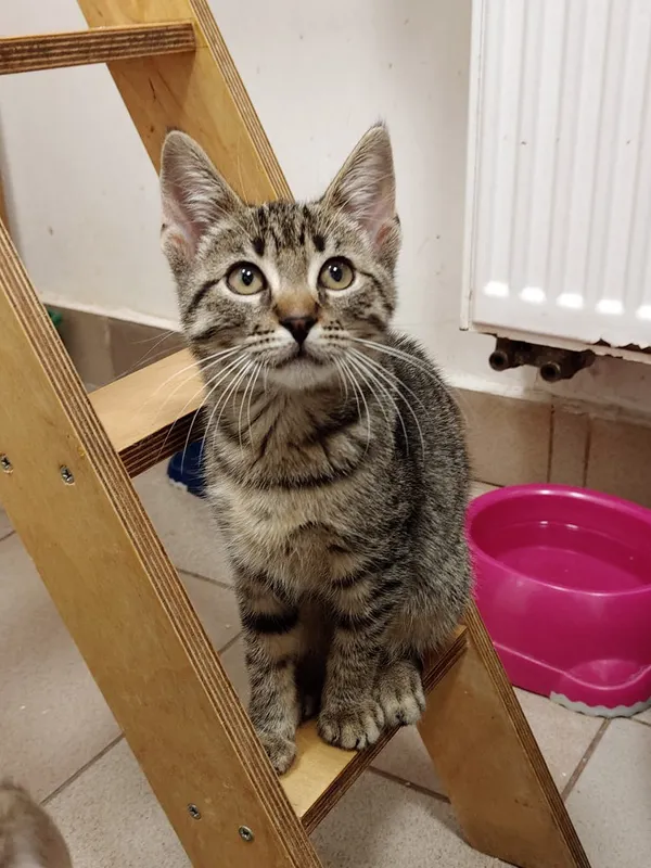 Kot do adopcji, Włocławek, 13 października 2025 (3/5)