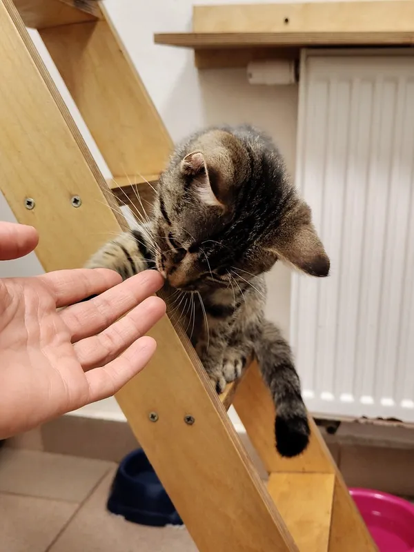 Kot do adopcji, Włocławek, 13 października 2025 (5/5)