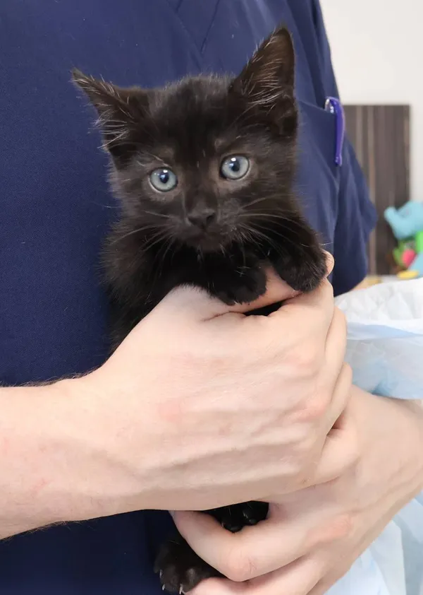 Znaleziono kota, Łódź, 13 października 2025