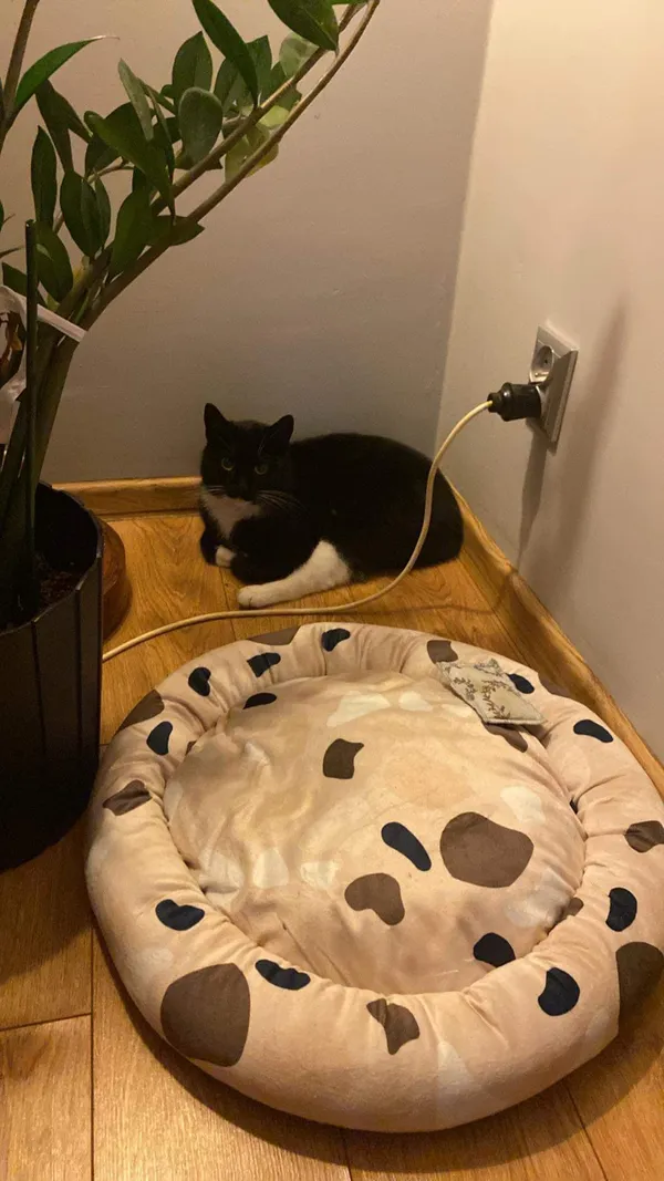 Zaginął kot, Gdynia, Wzgórze Świętego Maksymiliana, 17 października 2025 (3/4)