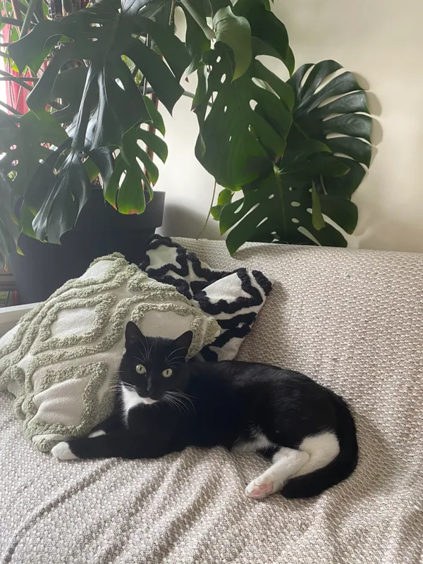 Zaginął kot, Gdynia, Wzgórze Świętego Maksymiliana, 17 października 2025 (4/4)