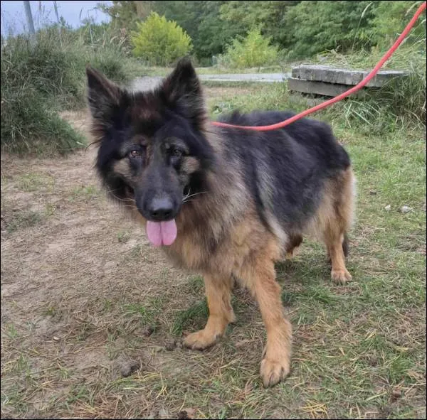 Znaleziono psa, Grudziądz, 17 września 2025