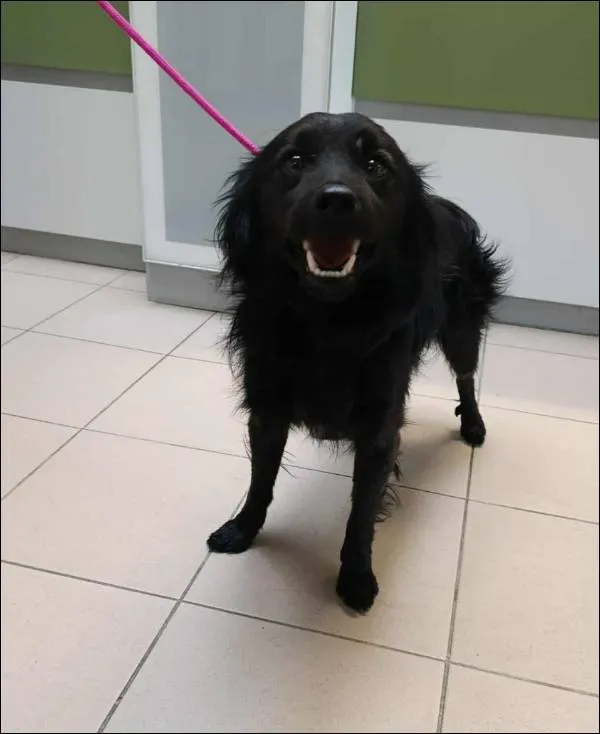 Znaleziono psa, Grudziądz, 13 października 2025