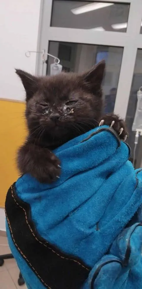 Znaleziono kota, Grudziądz, 4 października 2025