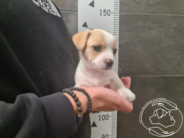 Znaleziono psa, Chełmek, 13 października 2025