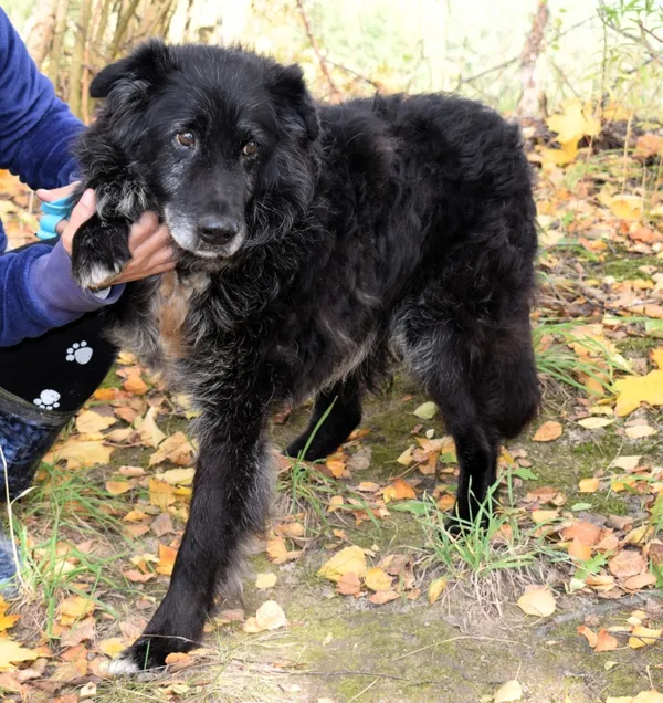 Znaleziono psa, Pieckowo, 13 października 2025 (1/5)