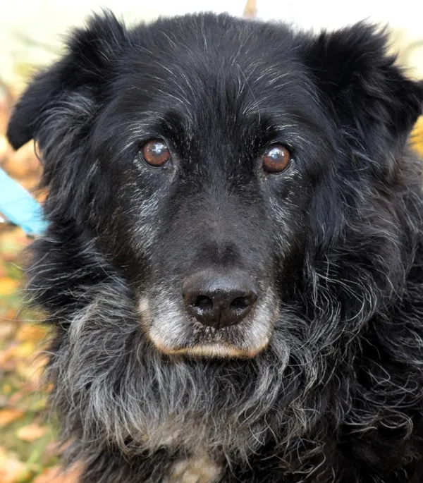 Znaleziono psa, Pieckowo, 13 października 2025 (2/5)